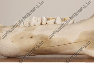 photo reference of skull 0063